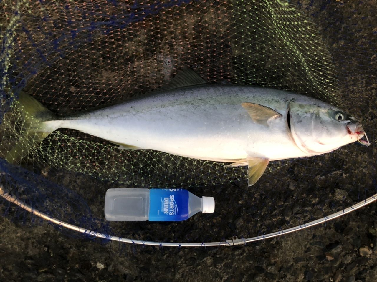 南房のお手軽磯でワラサをゲット 奥多摩トラウト 房総ソルトルアー入門 猫の保護活動もやってるよ 楽天ブログ