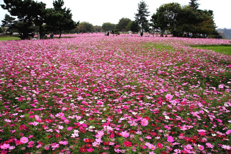 武庫川コスモス園_014.jpg