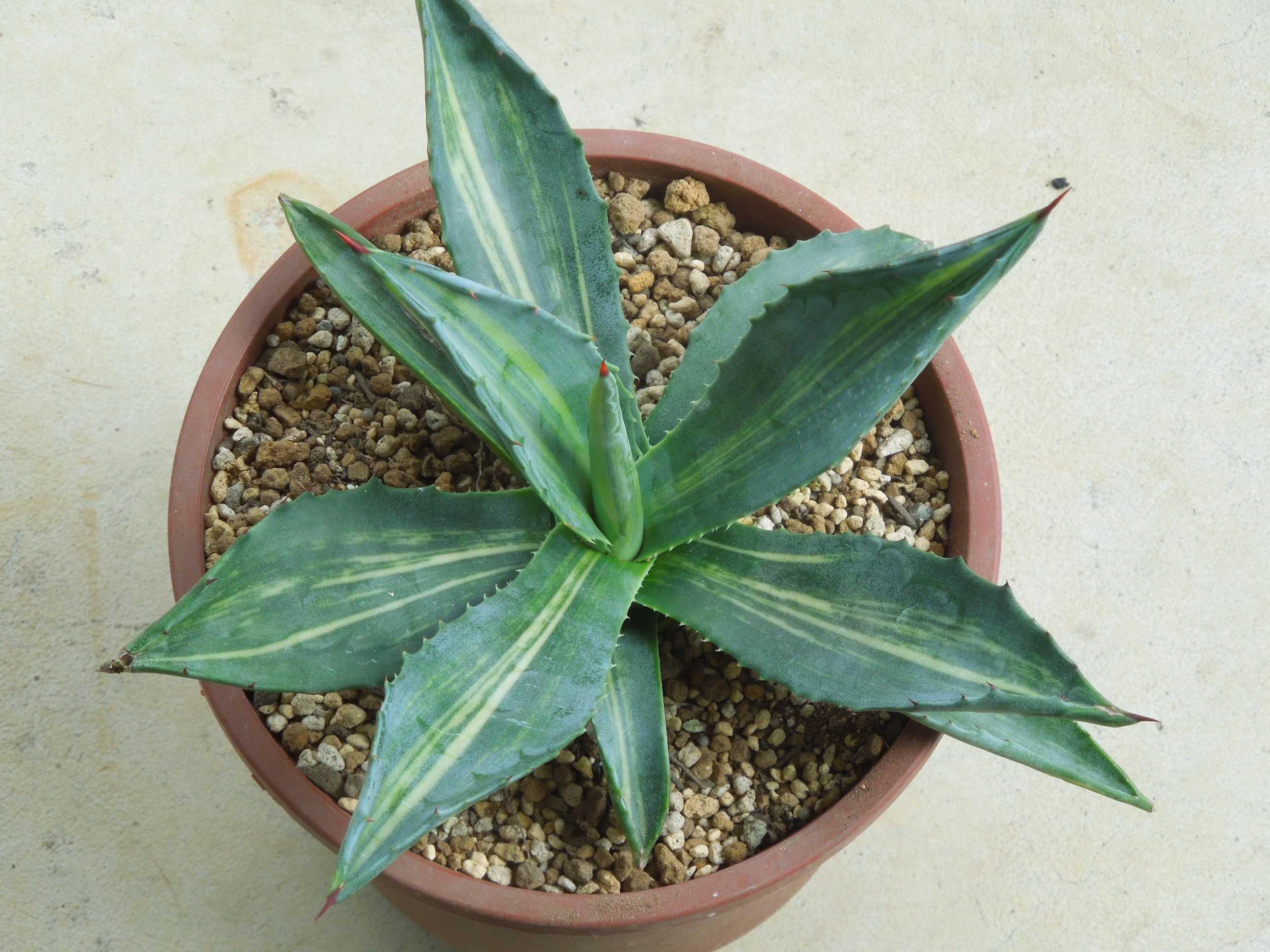 アガベ　アメリカーナ　縞斑　究極個体　極上斑　覆輪縞虎塵斑　アルティメット アガベ アメリカーナ 縞斑 究極個体 極上斑 覆輪縞虎塵斑