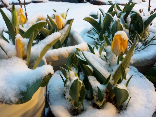20150408_052609 (500x375).jpg