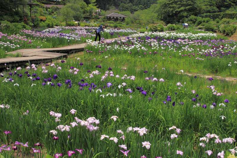 滝谷花しょうぶ園_002.jpg