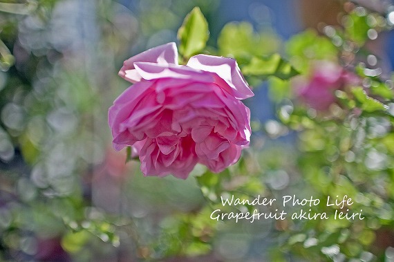 IMG_8675のコピー.jpg