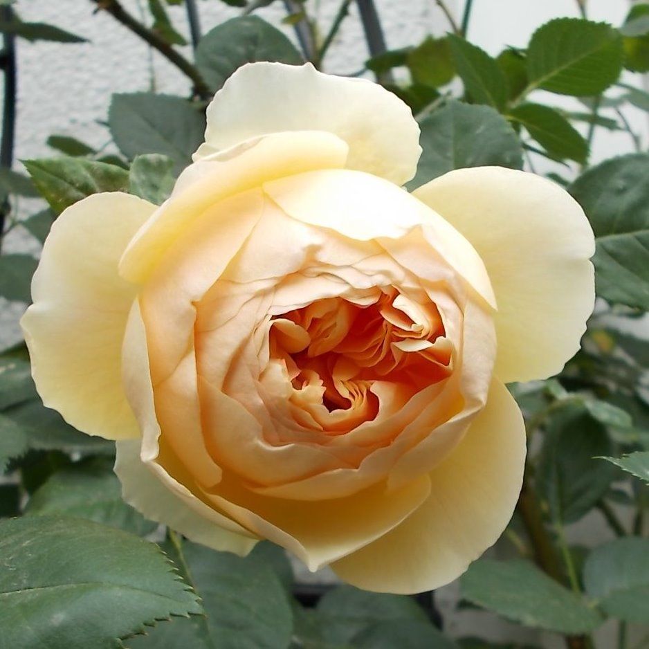 過去に育てていたバラ ジュード ジ オブスキュア バラを咲かせることが好き 楽天ブログ