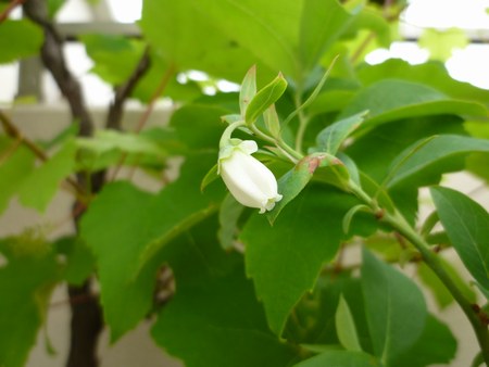 2ブルーベリー花　450３jpg.jpg