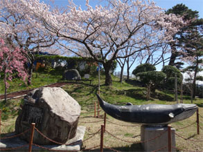 桜15.jpg