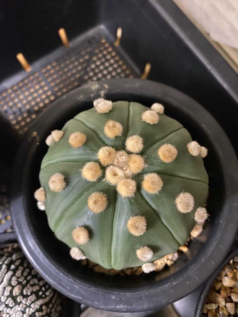 地温をあげよう 初心者による兜丸攻略編 わたしとサボテンの日々 楽天ブログ