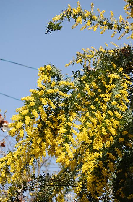 ギンヨウアカシアの花