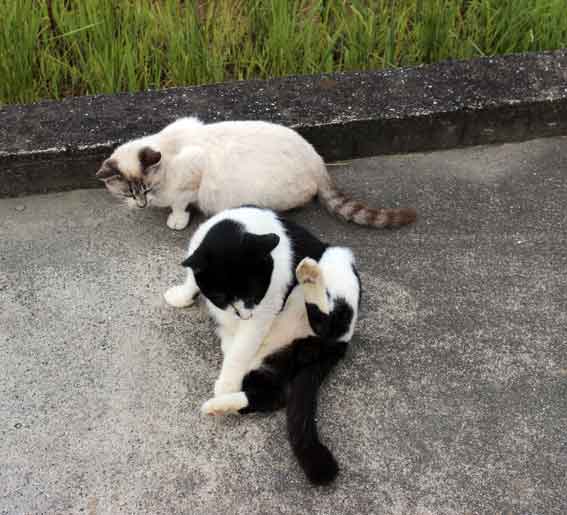 我が家のニャンコ♪2013/11/7-2