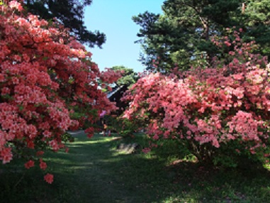 真田　お屋敷公園のつつじ.jpg