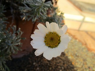 IMG_4203ss.jpg