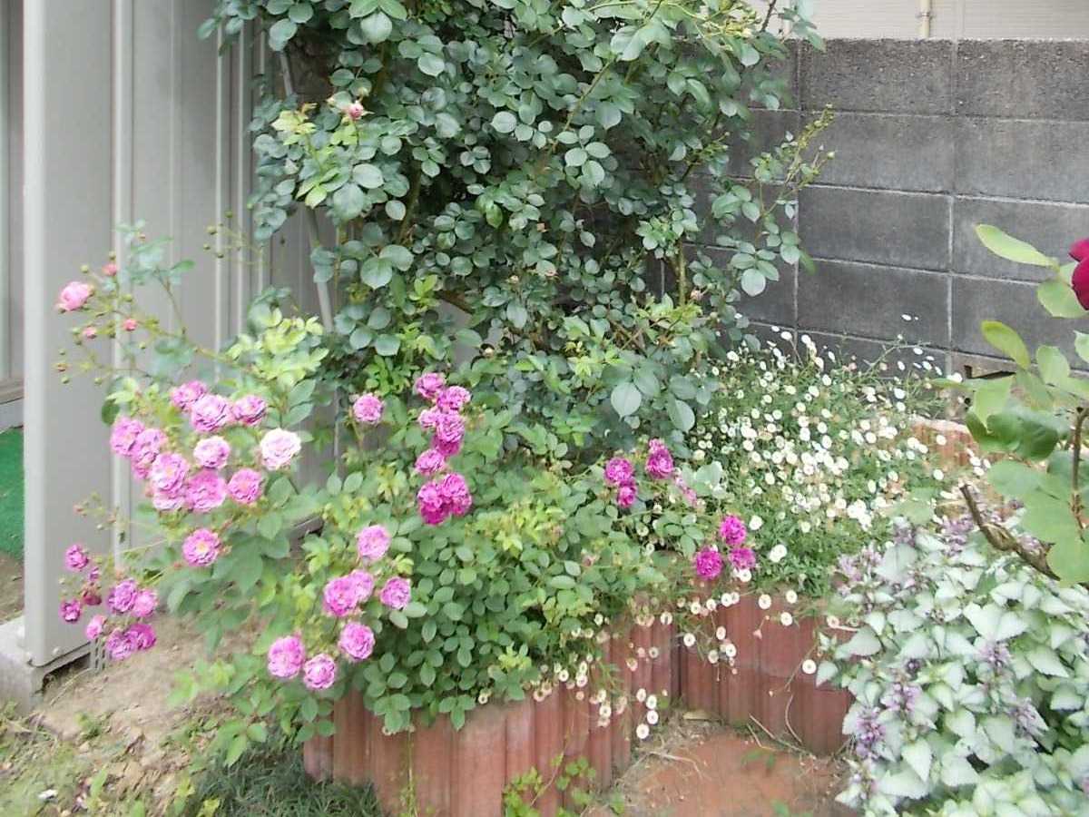 スイートチャリオット ポルトゥスカレの剪定 バラを咲かせることが好き 楽天ブログ