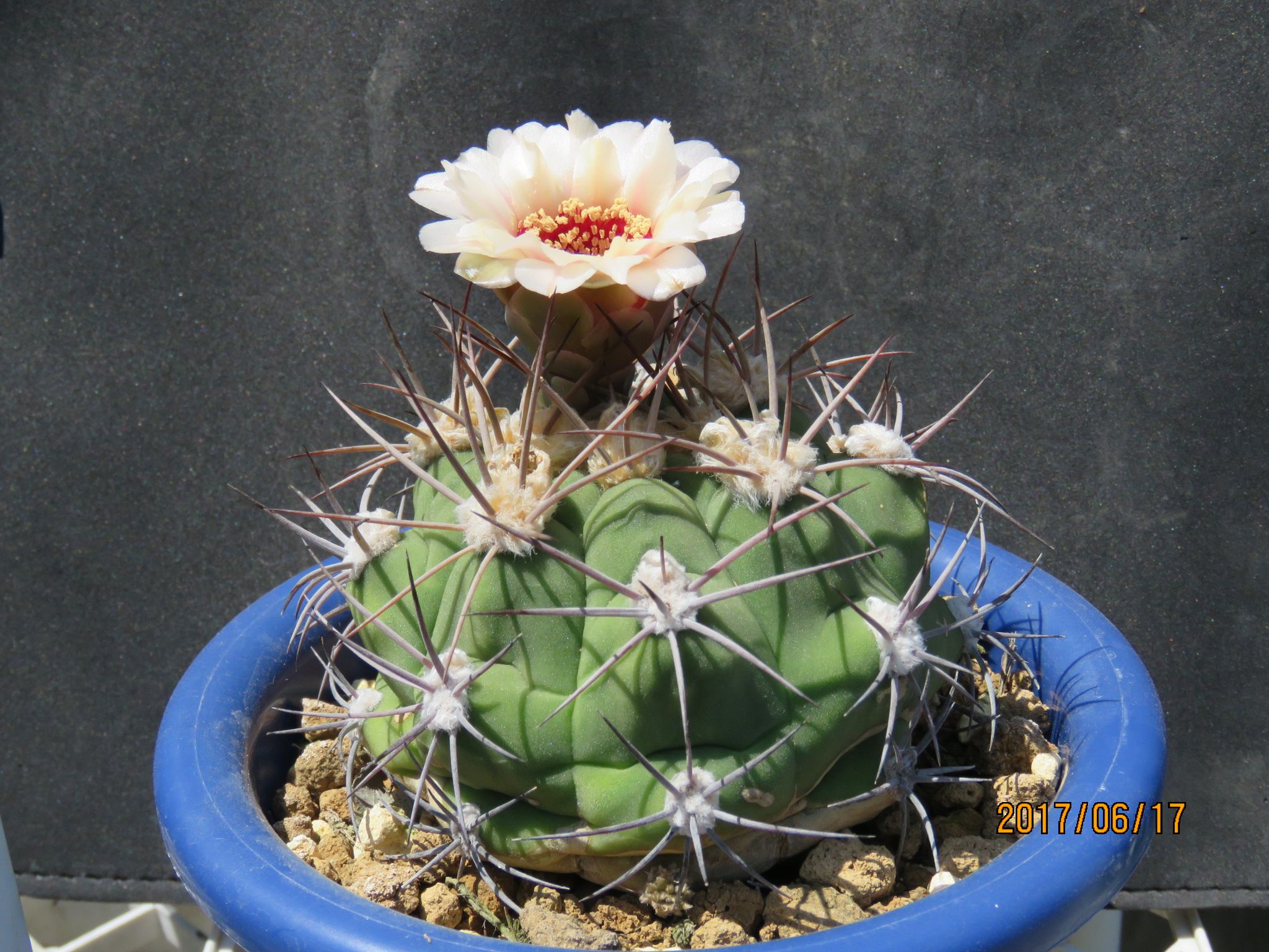 ギムノカリキウム属 ゼガラエさんの花 | びびるタニサボ達 - 楽天ブログ