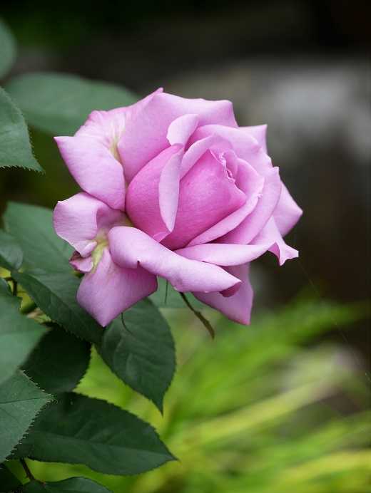 薔薇の肥料が届きました スゴイ寄せ植え ウィークス社のラヴソング♡ | ピーチヒルの薔薇日記 - 楽天ブログ