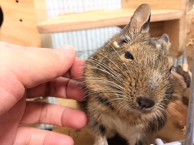 やっぱり チモシー容器はいらないか デグーと金魚に癒されちゅう 楽天ブログ