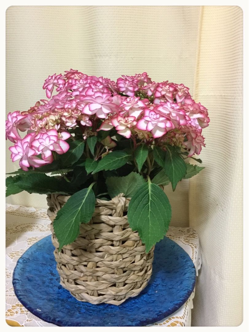 八重咲き紫陽花 ひな祭り 日頃の想い 楽天ブログ