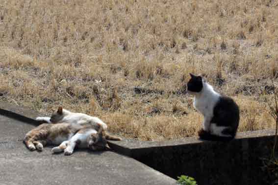 我が家のニャンコ♪2014/03/26-2