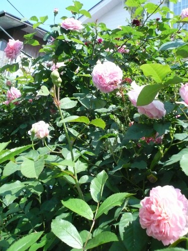 P1070284 (375x500).jpg