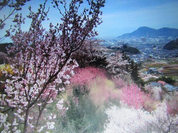 花見山.jpg