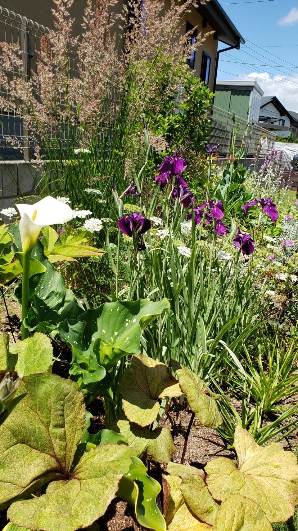 ガーデニング Fullmintのちょっとマニアックなガーデニングブログ 楽天ブログ