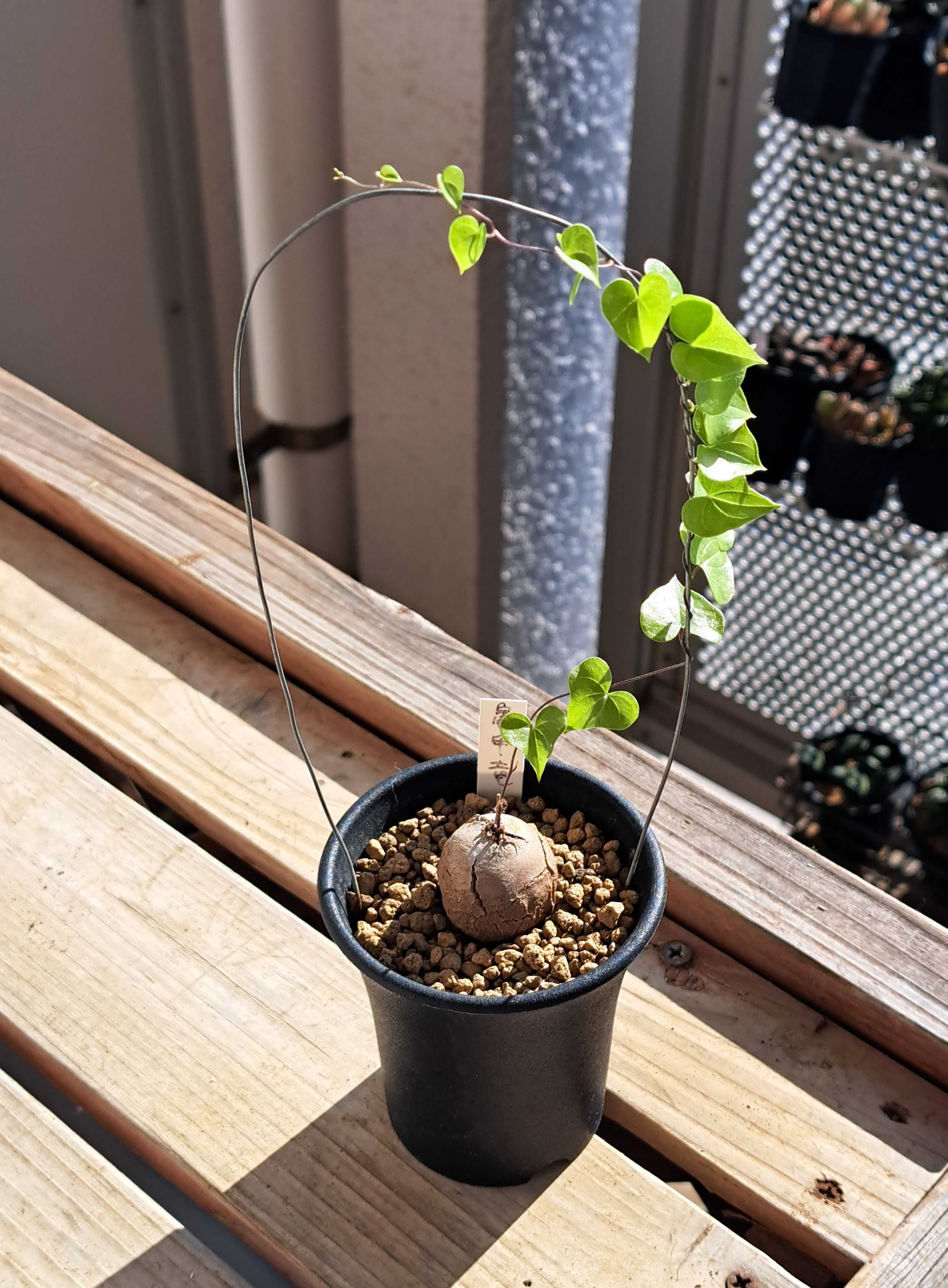 亀甲竜3鉢の様子を見る | デルオの多肉日記 - 楽天ブログ