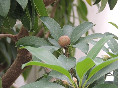 夢の島熱帯植物園07