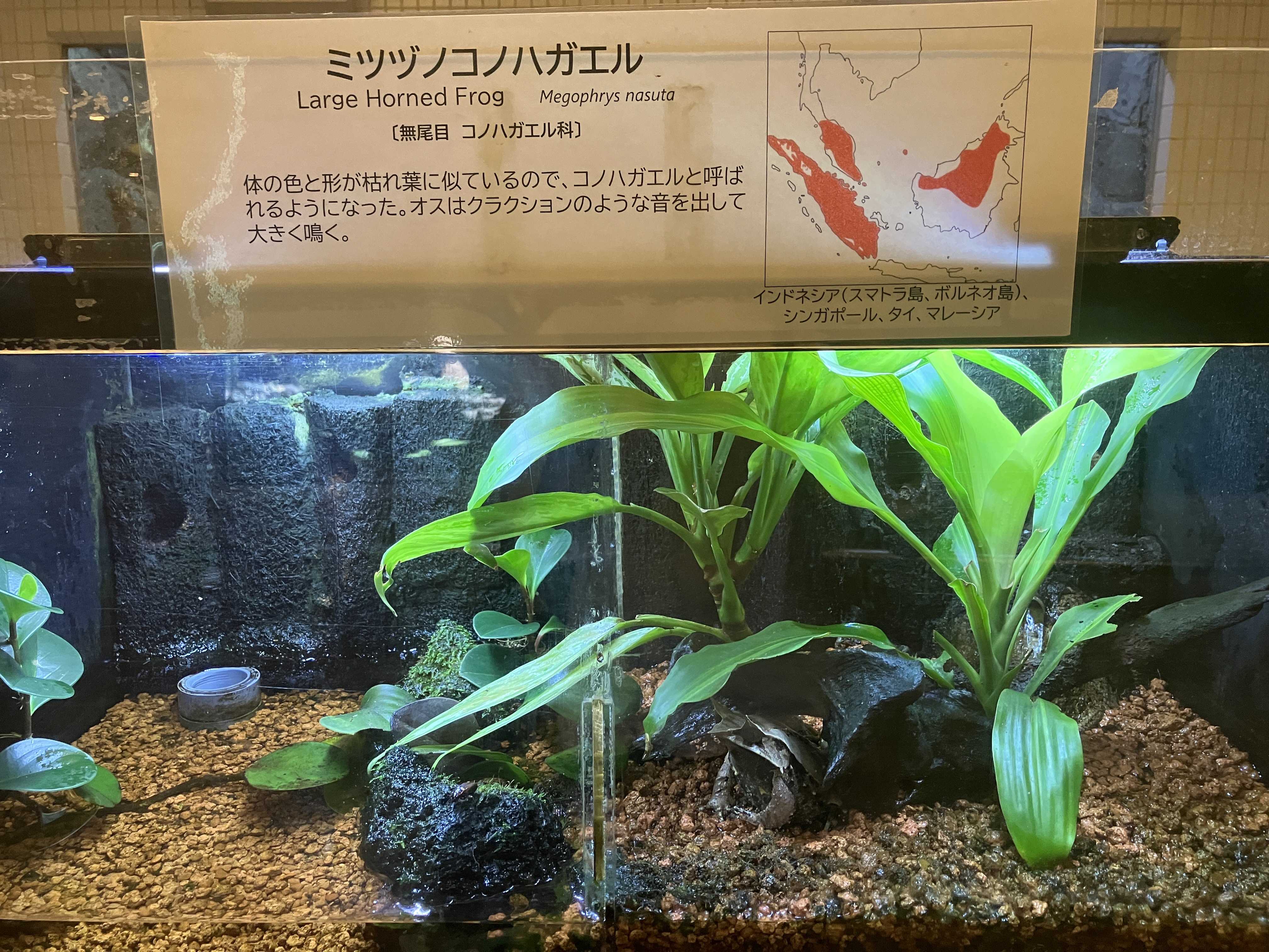 マレー&ミツヅノコノハガエルちゃんを探せ！ | 今日は誰と会えるかな だいたい東山動植物園 - 楽天ブログ