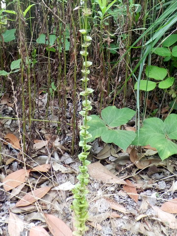 キキョウソウの花-1