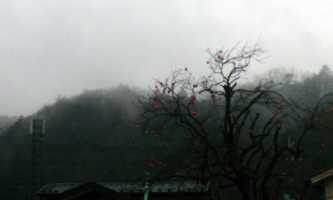 柿木.jpg