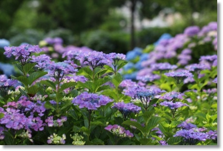 大乗寺丘陵公園-28 アジサイ-2 13.6.22