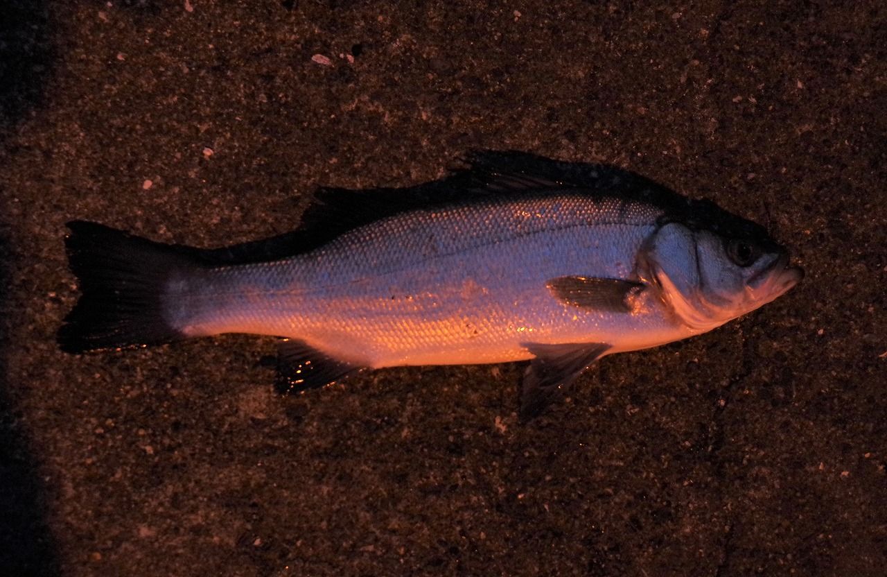 ごく稀なスズキの雄が釣れた 雨釣の釣り日記 楽天ブログ