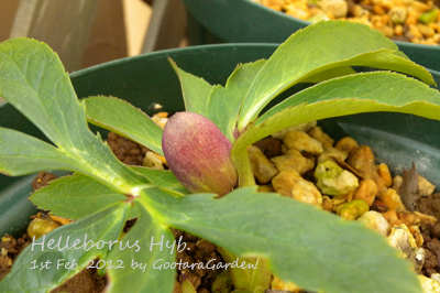 Helleborus-20120201-5.jpg