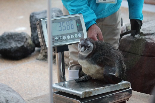 ペンギンの赤ちゃん体重測定