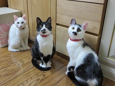 ３ショット