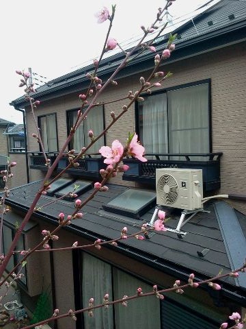 IMG_201204119518.jpg