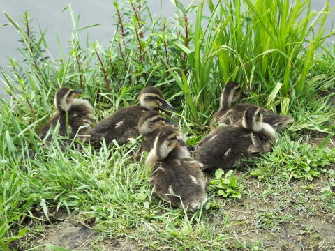 小池公園にて