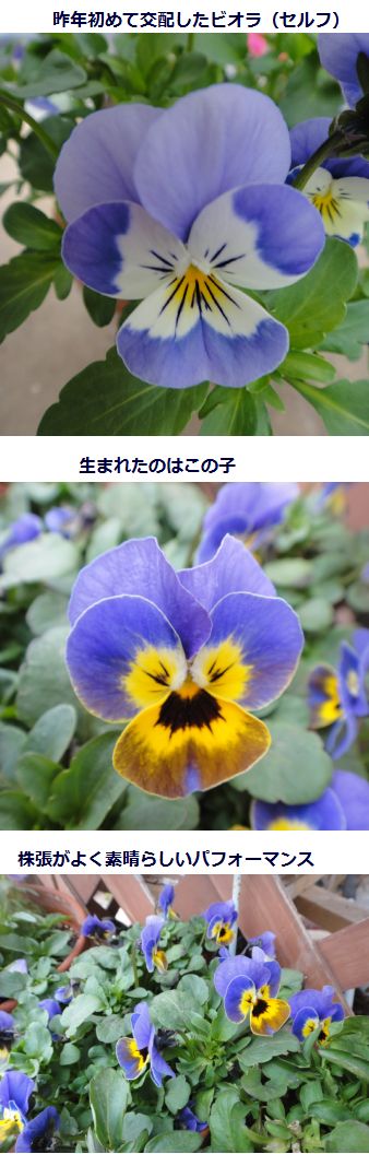 始めて交配したビオラの子