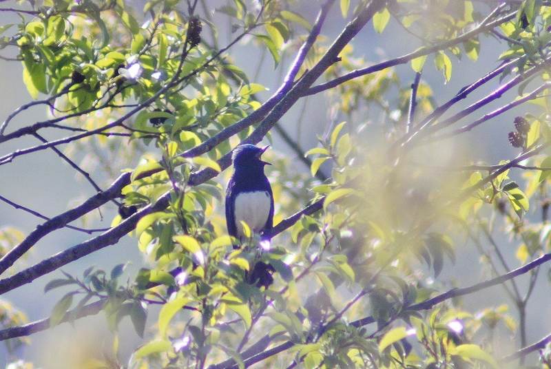 IMG_7825 (800x536).jpg