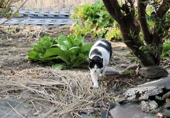 我が家のニャンコ♪2014/02/5-3