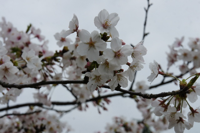 三渓園桜.jpg