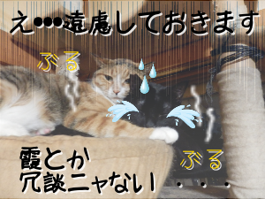 P6150055.png