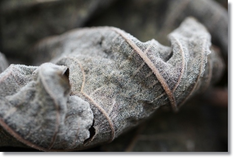 自宅の庭-2 初霜-2 13.12.9