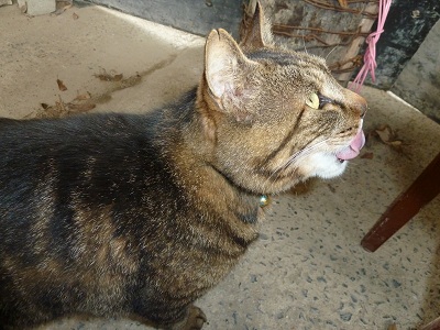 しんでれら茶房