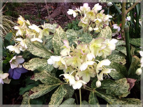 クリスマスローズ