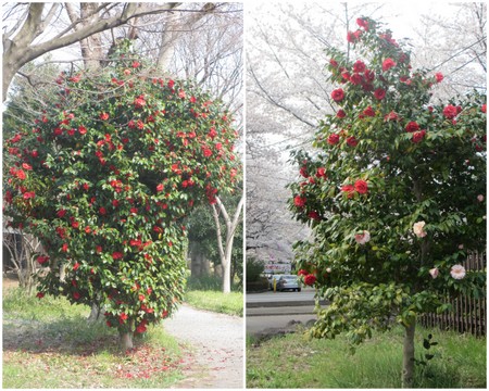 お花見２０１２「中央公園・和光樹林公園・新座緑道」12.jpg