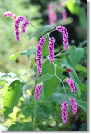 オオケタデ-2 13.9.18