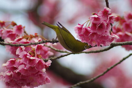 荏原神社の寒緋桜