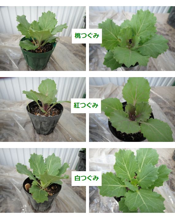 葉ボタンの成長の様子（４６日目）