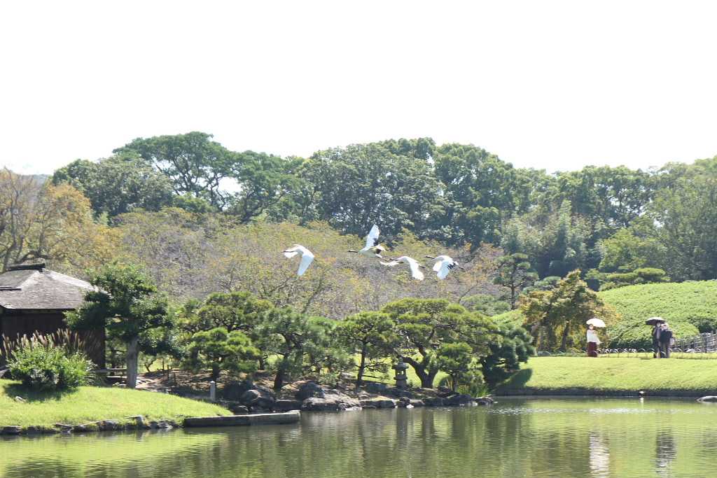 岡山市北区 岡山後楽園タンチョウツルの園内散策 3 | てっちゃんのフォトだよりでーブログ - 楽天ブログ