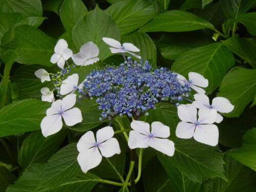 馬場花木園にて