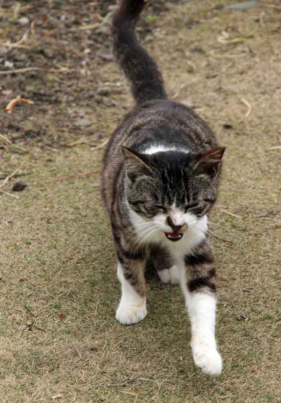 我が家のニャンコ♪2013/3/29-2